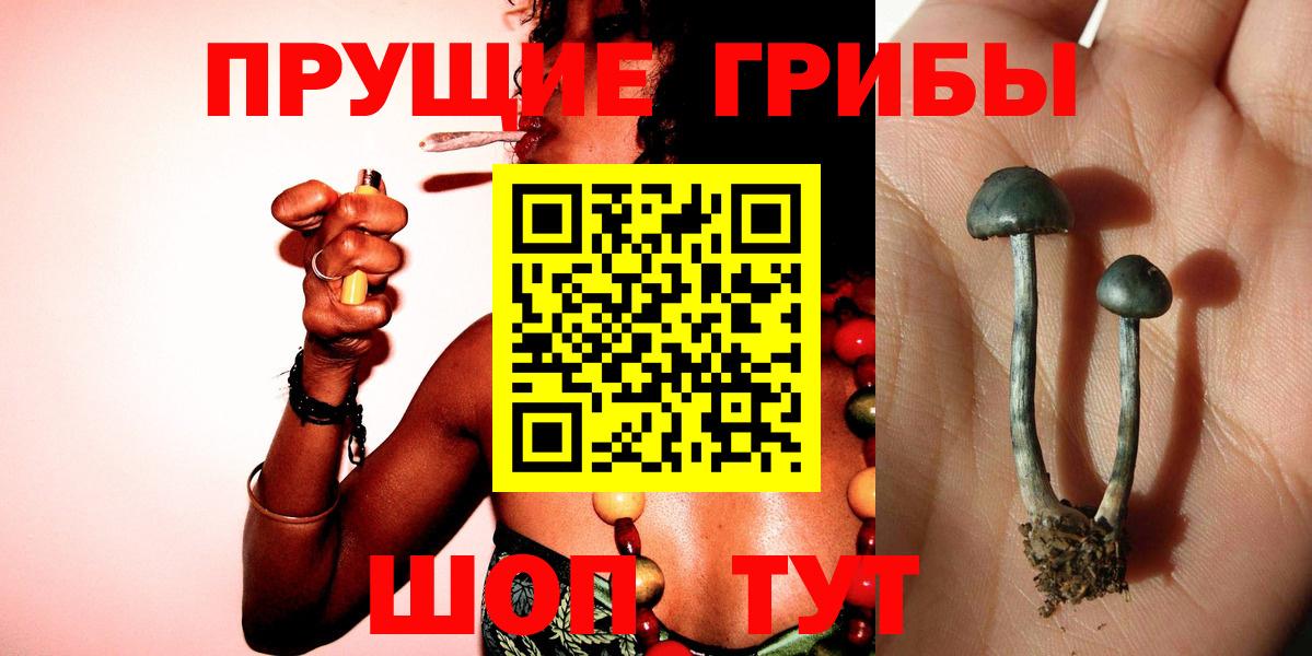 Галлюциногенные грибы Psilocybe Майский